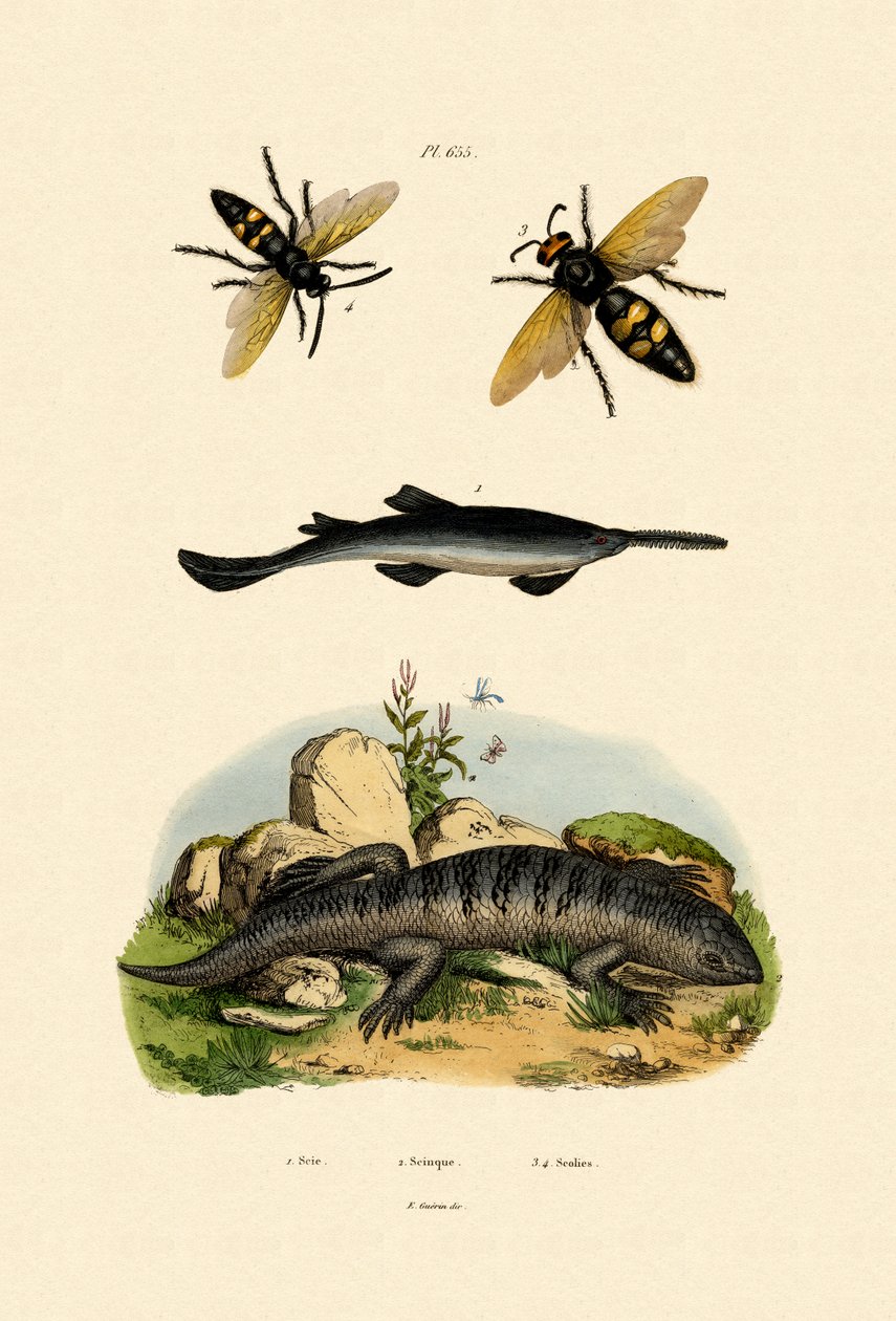 Sägefisch von French School