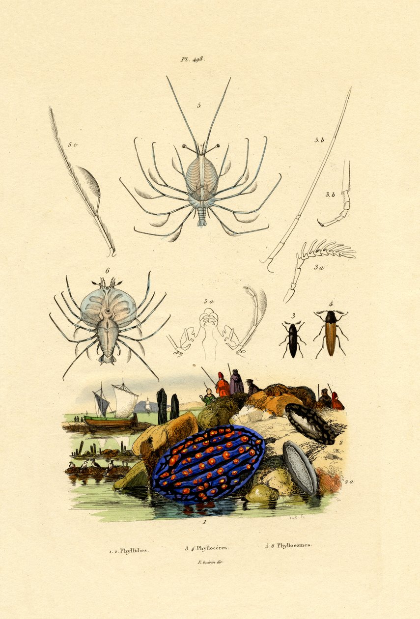 Seeschnecke von French School