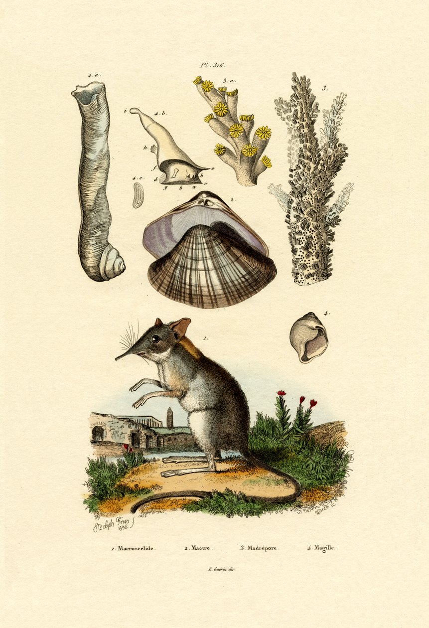 Spitzmaus von French School