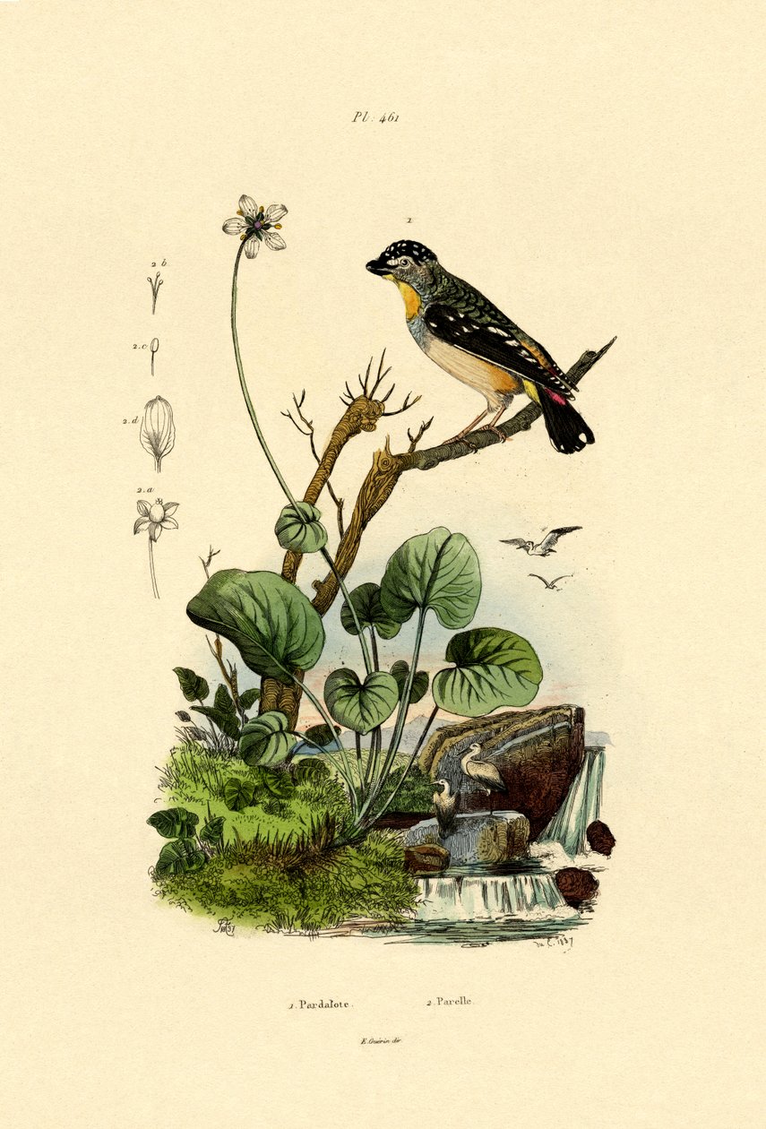 Gefleckter Pardalote von French School