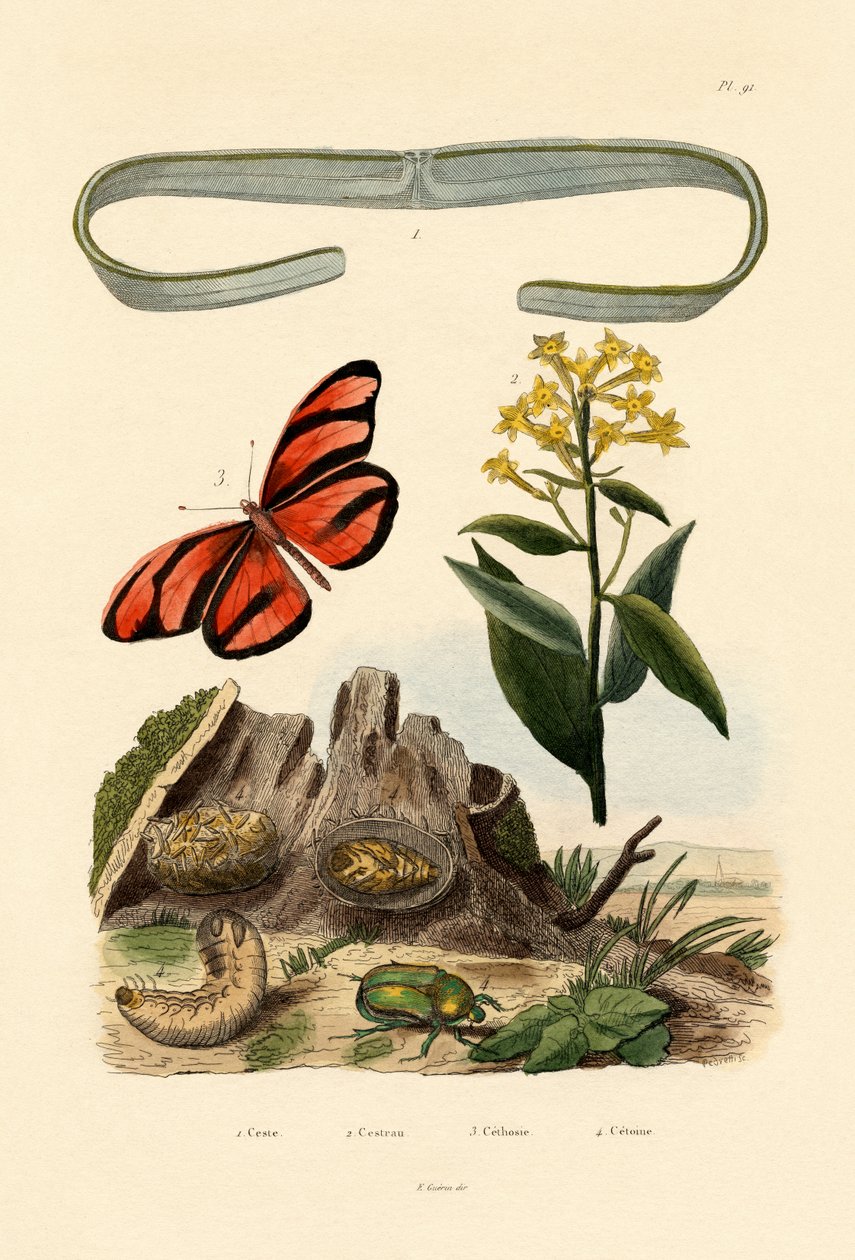 Venusgürtel von French School