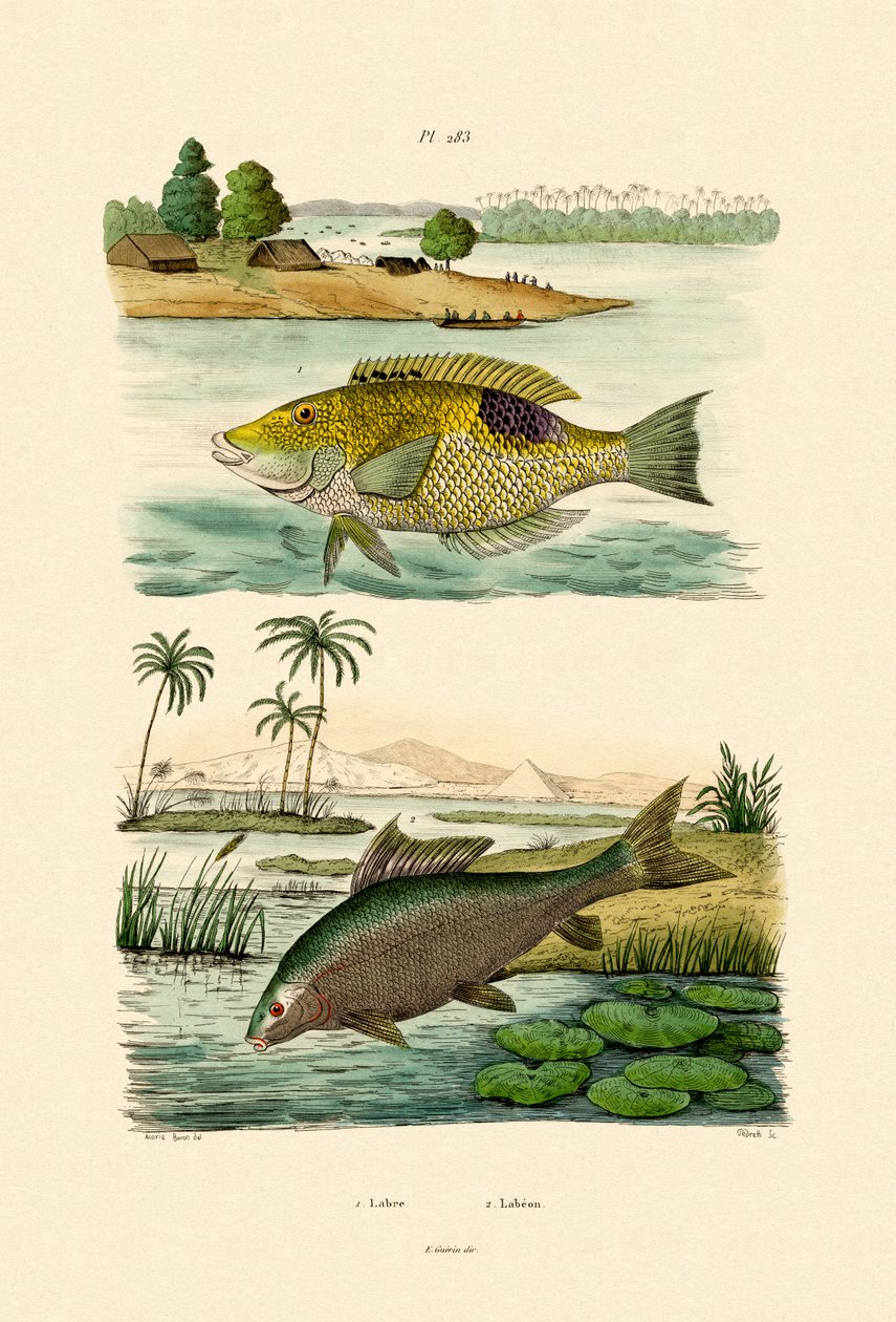 Lippfisch von French School