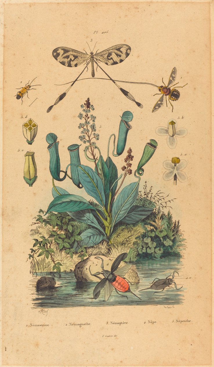 Insekten und Blumen von French 19th Century