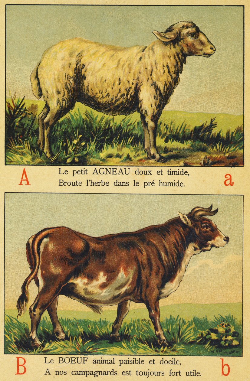 A als Lamm und B als Rindfleisch von French School