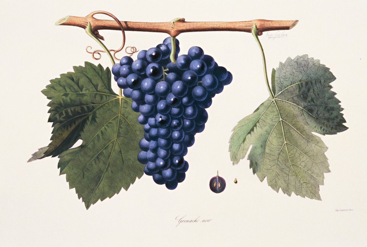 Ampelographie, Grenache-Traube Côtes du Rhône von French School