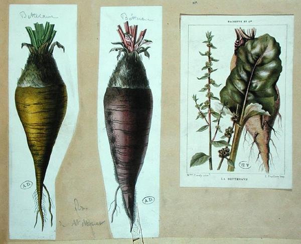 Rote Beete, drei botanische Tafeln von French School