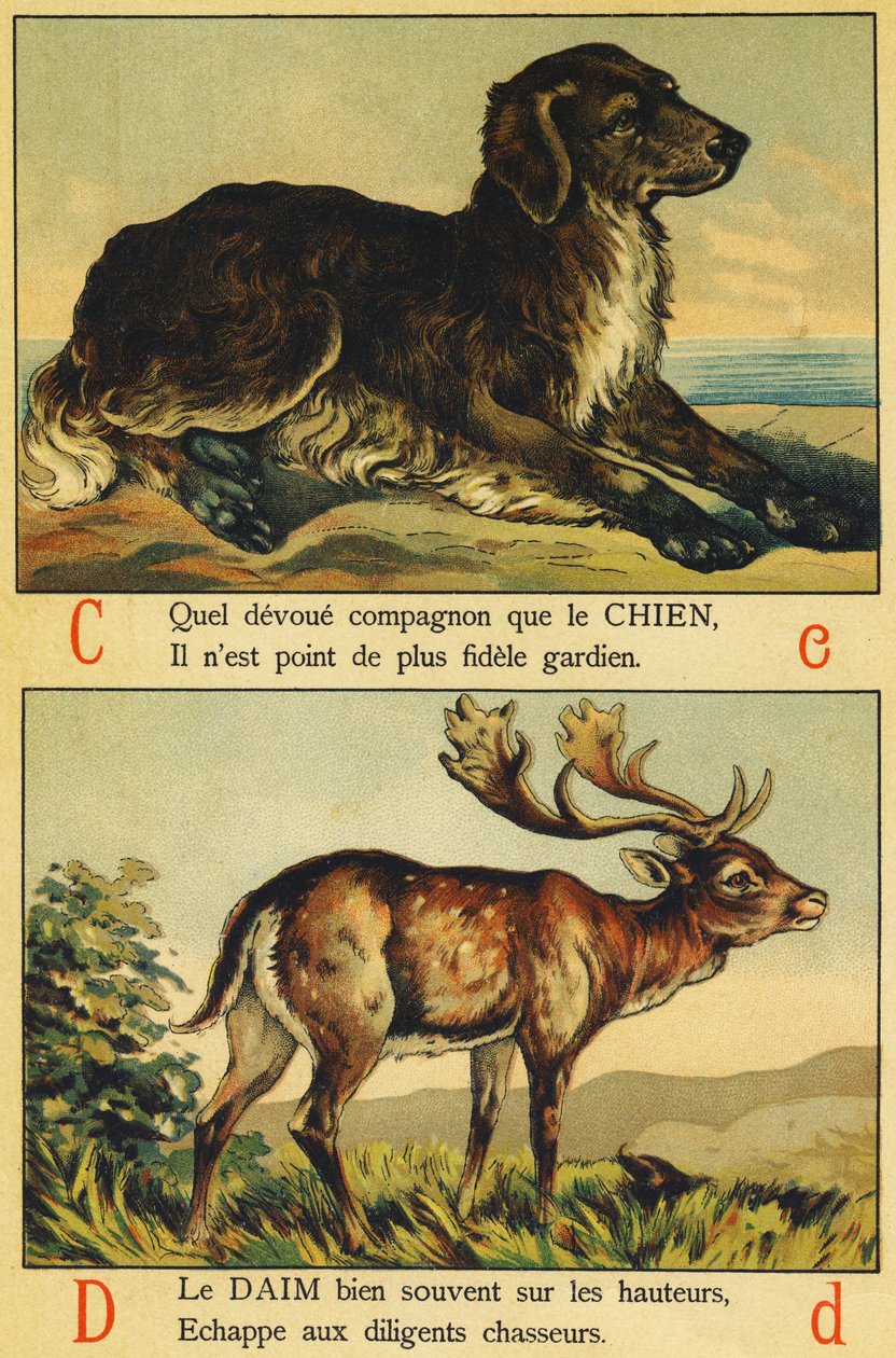 C wie Hund und D wie Wildleder von French School