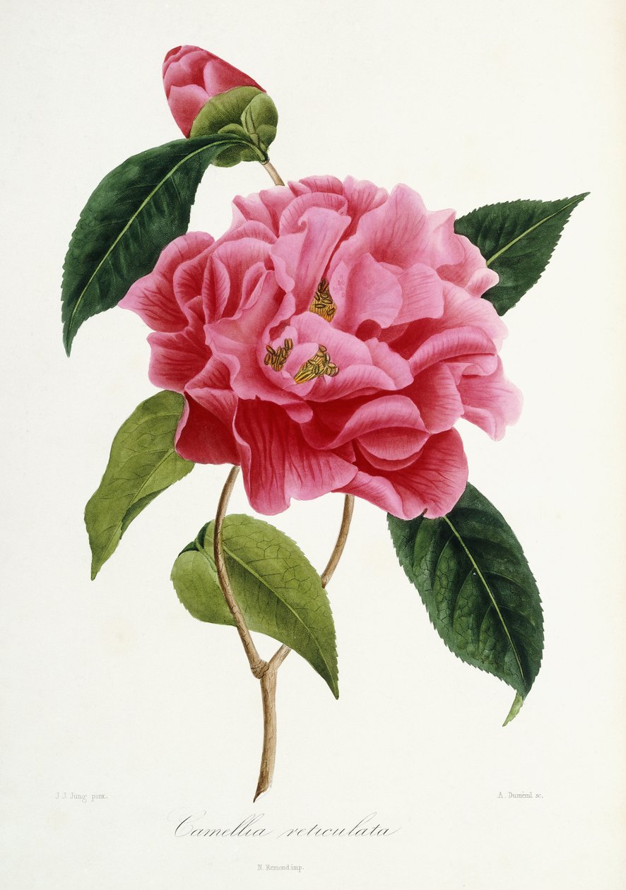 Camellia reticulata, 1839-1943 von French School
