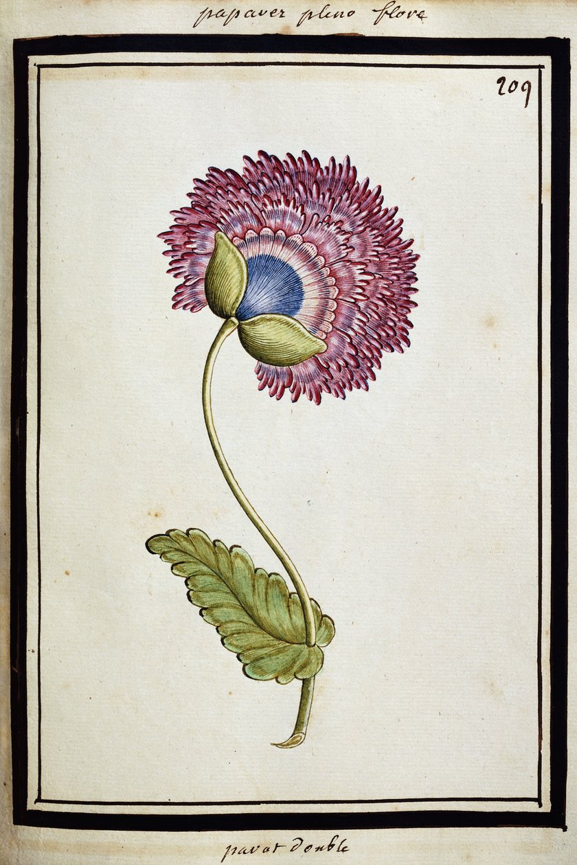 Doppelte Mohnblume von French School