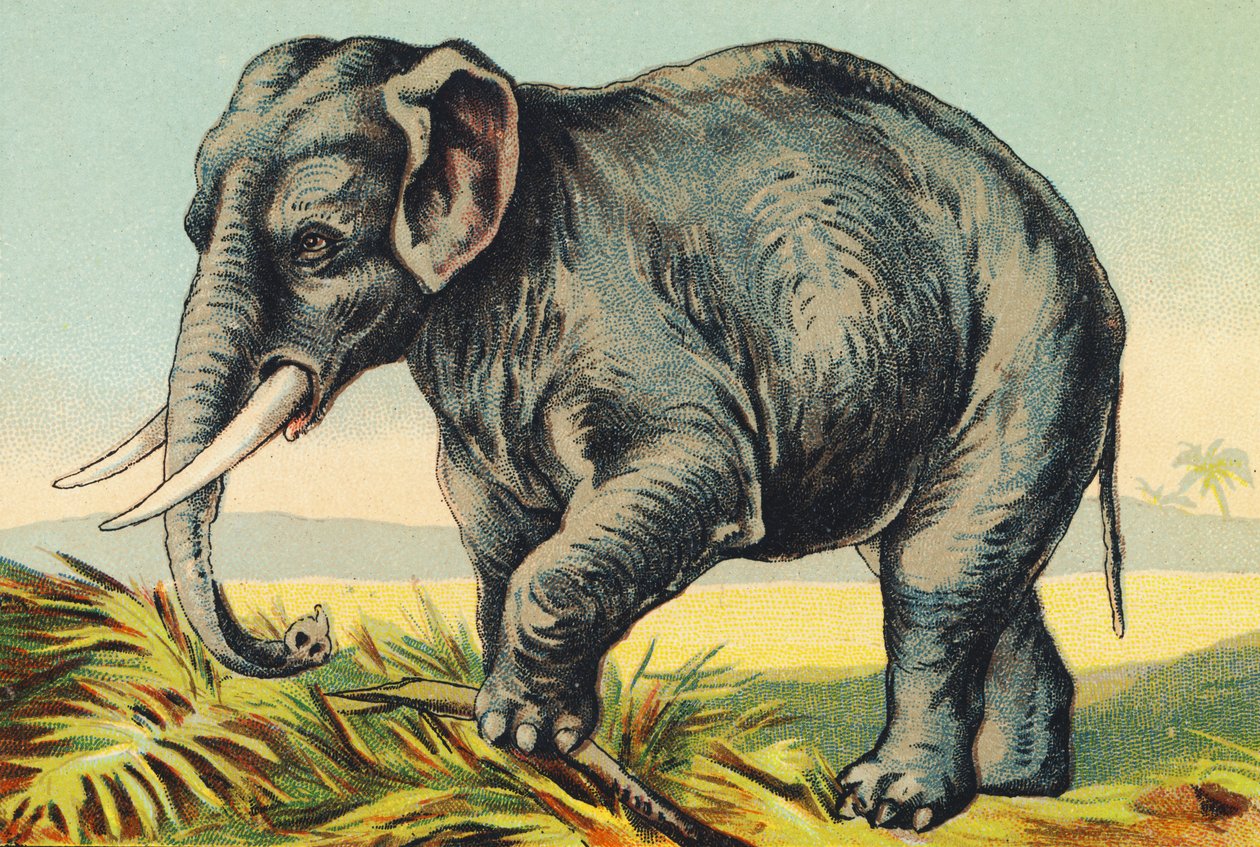 E wie Elefant von French School