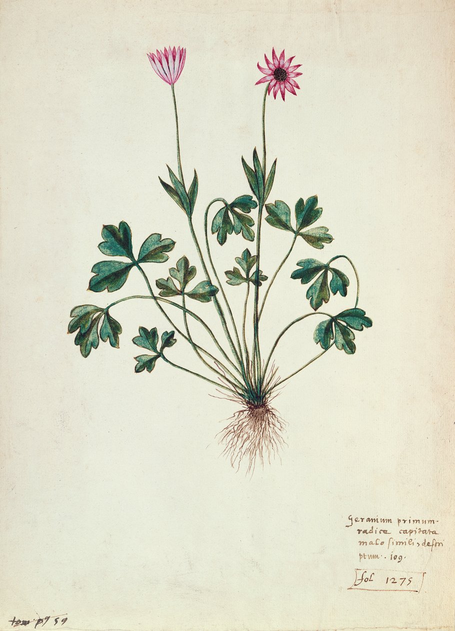 Fol.1275 Geranie von French School