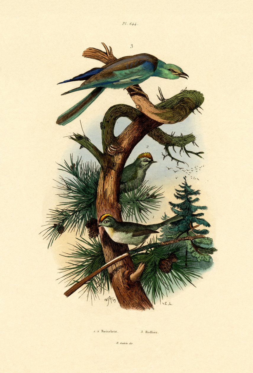 Wintergoldhähnchen von French School