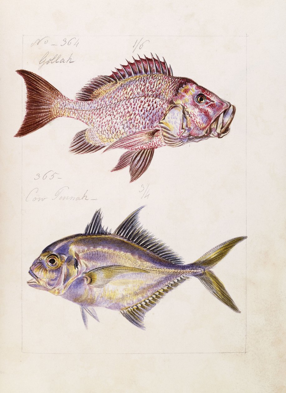 Gollah etc., ca. 1850 von French School