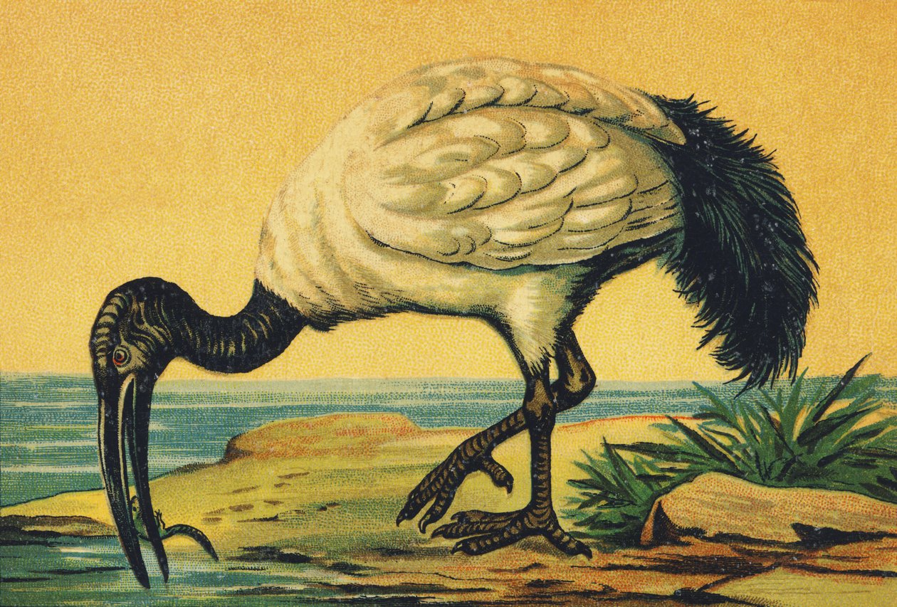 I wie Ibis von French School