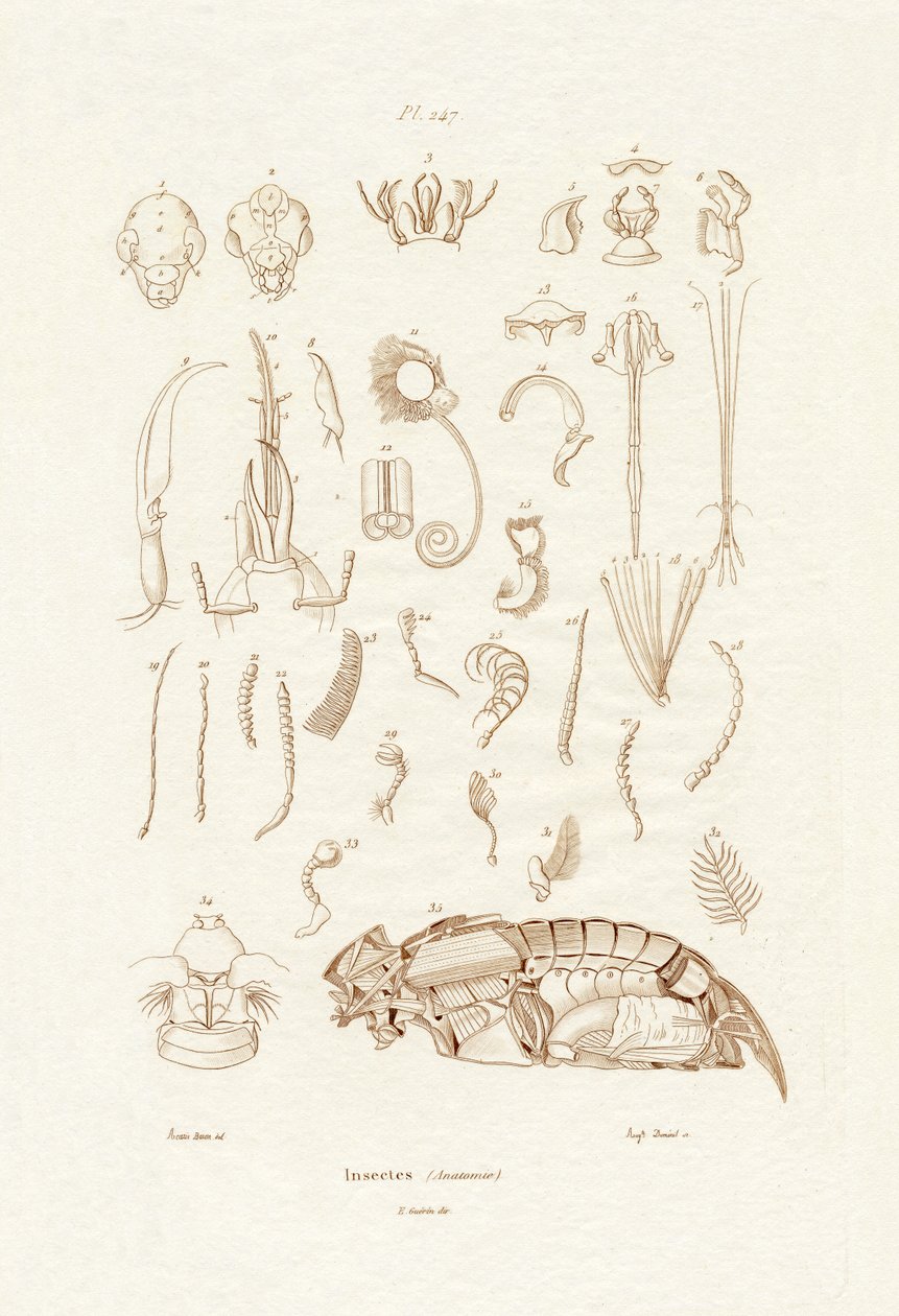 Insekten von French School