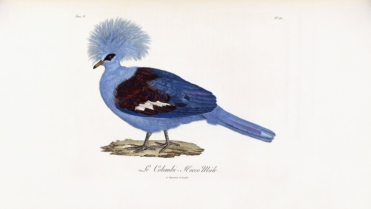 Le Colombi-Hocco männlich von French School