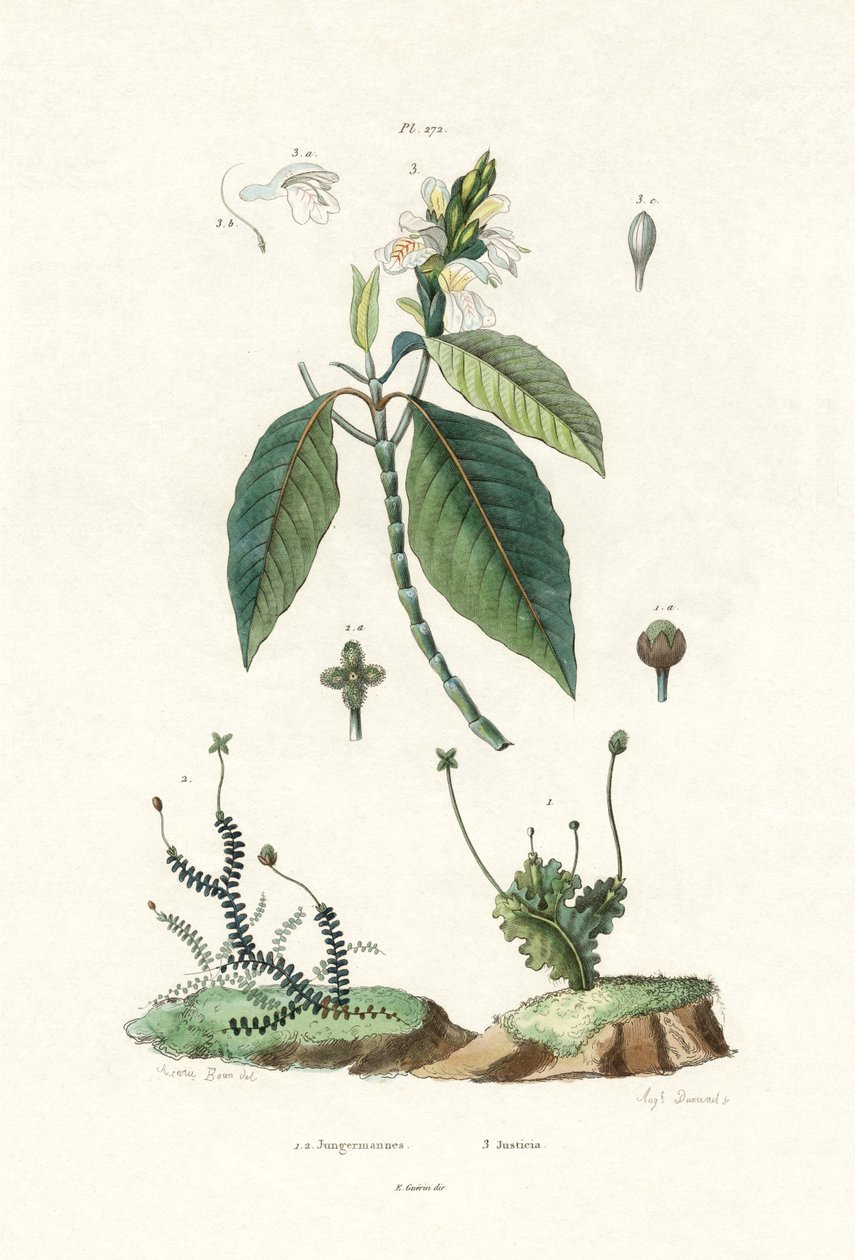 Lebermoos von French School