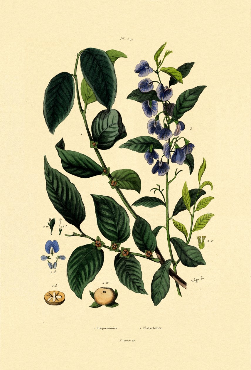 Lotuspflaume von French School