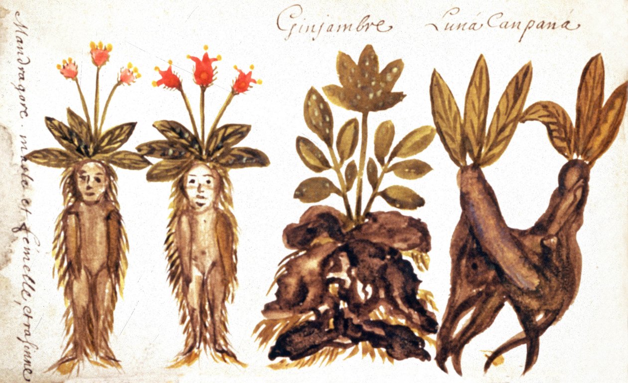 Alraune, Ingwer, Luna Campana von French School