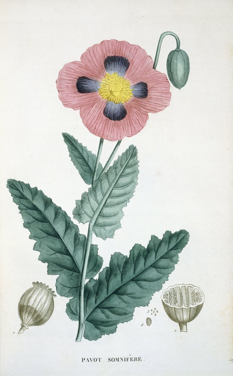 Schlafmohn von French School