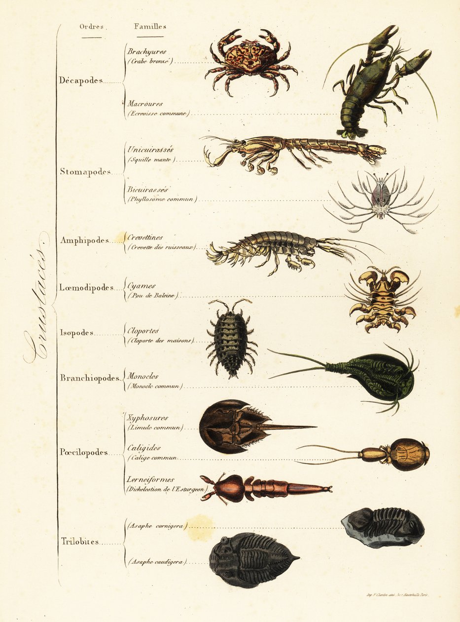 Ordnungen von Meeres- und Landkrebsen von French School