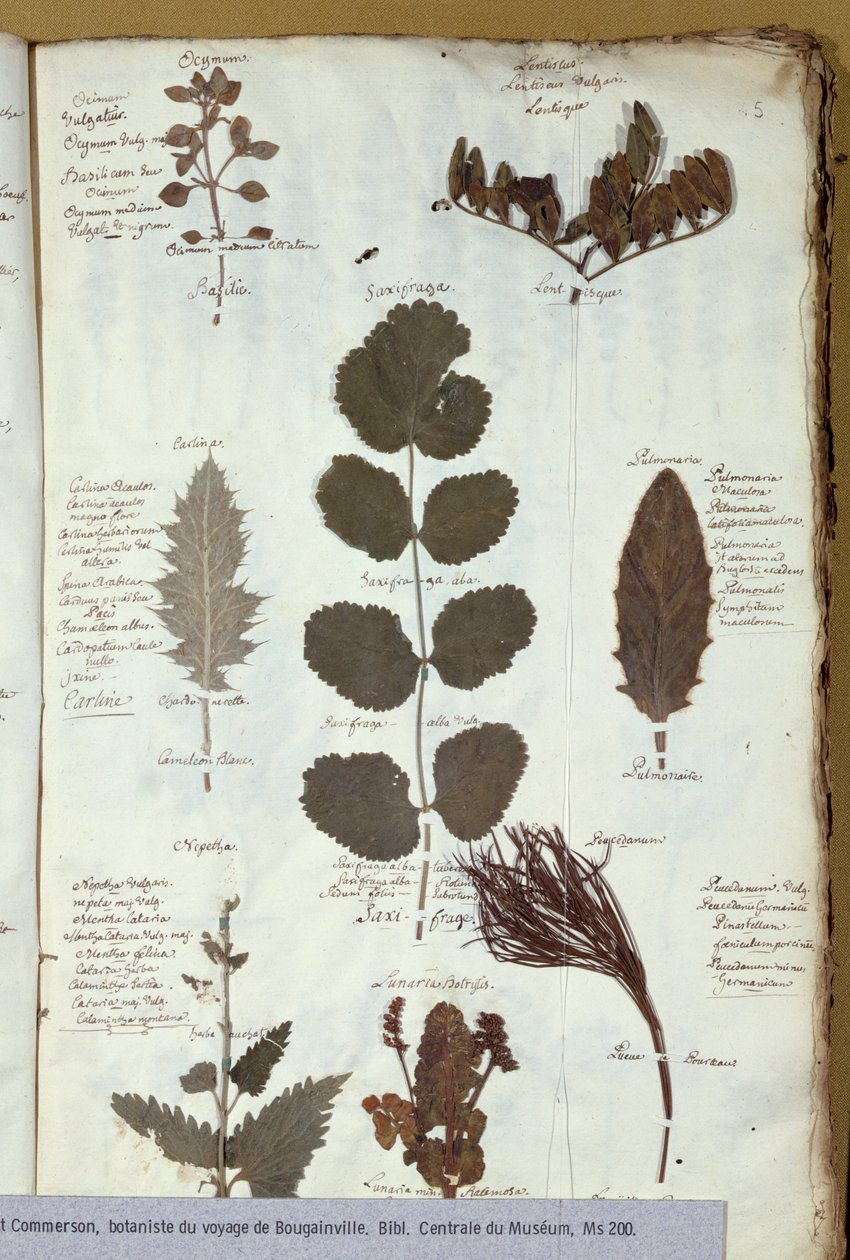 Herbarium von Philibert Commerson von French School