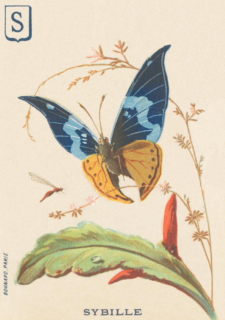S: Sybil von French School