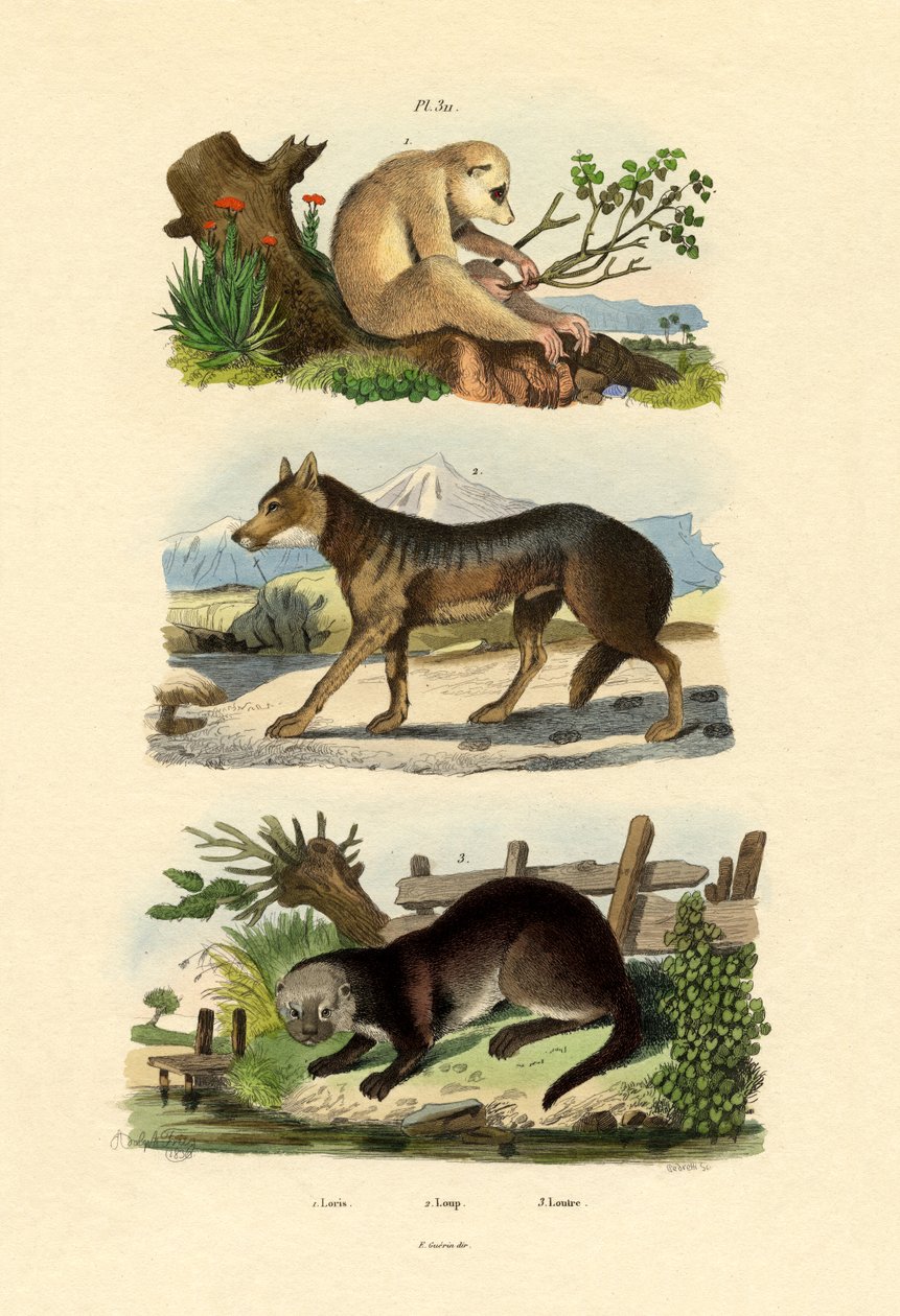 Faultieraffe von French School