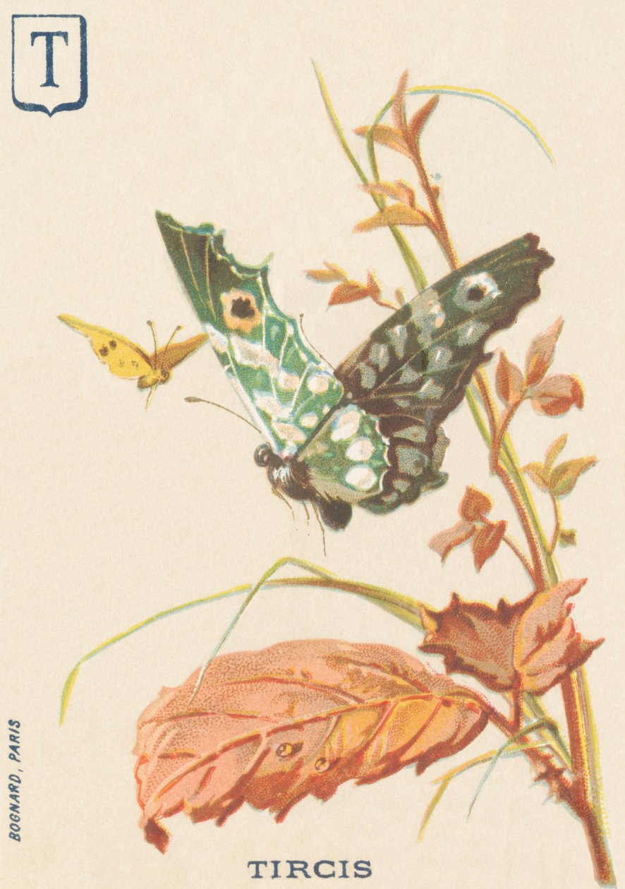 T: Tircis (Pararge aegeria) von French School