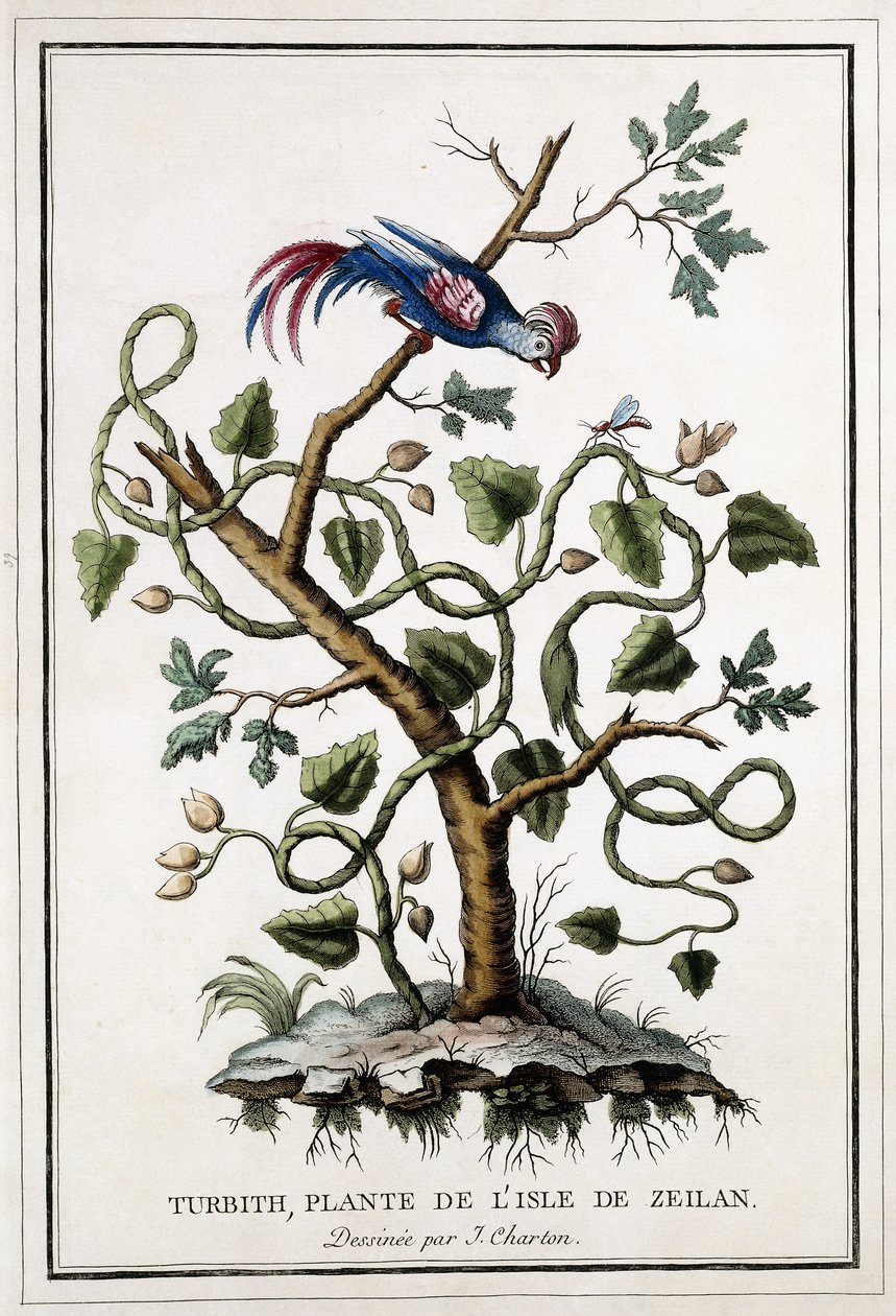 Turbith, Pflanze der Insel Zeilan, 1784 von French School
