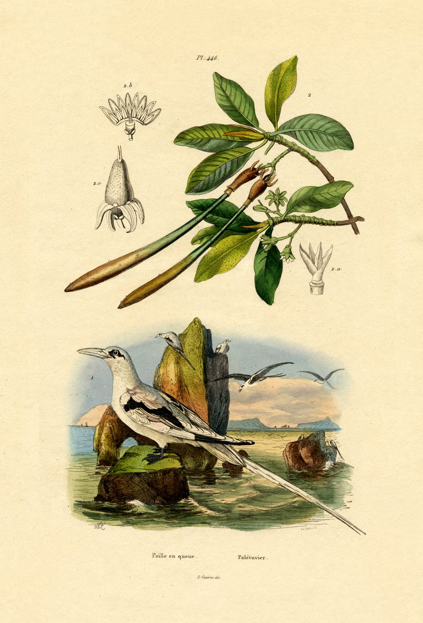 Weißschwanz-Tropikvogel von French School