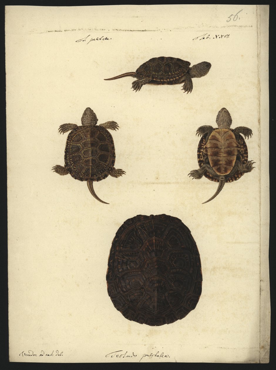 Emys orbicularis, vor 1801 von Friedrich Wilhelm Wunder