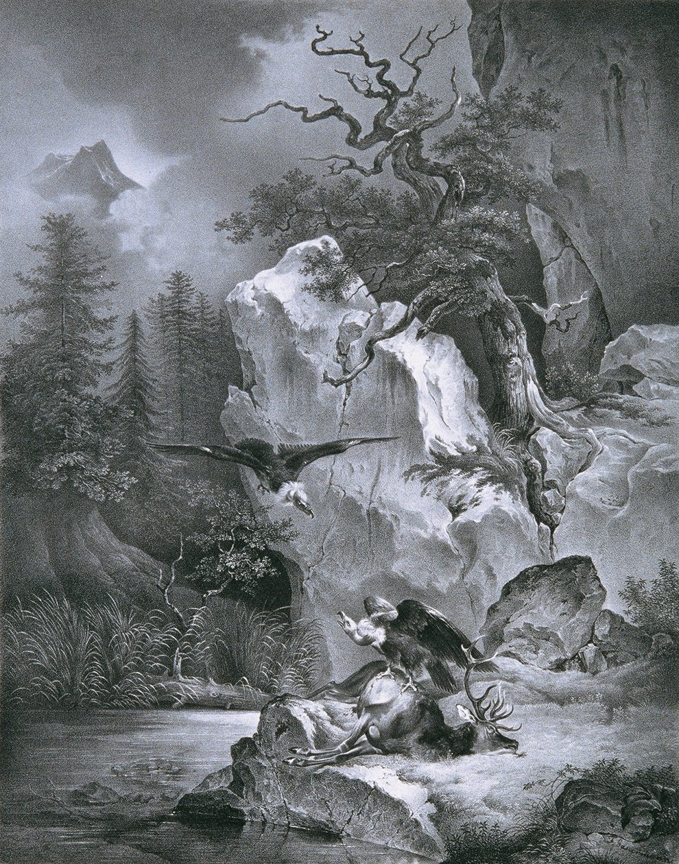 Geier mit totem Hirsch von Friedrich August Mathias Gauermann