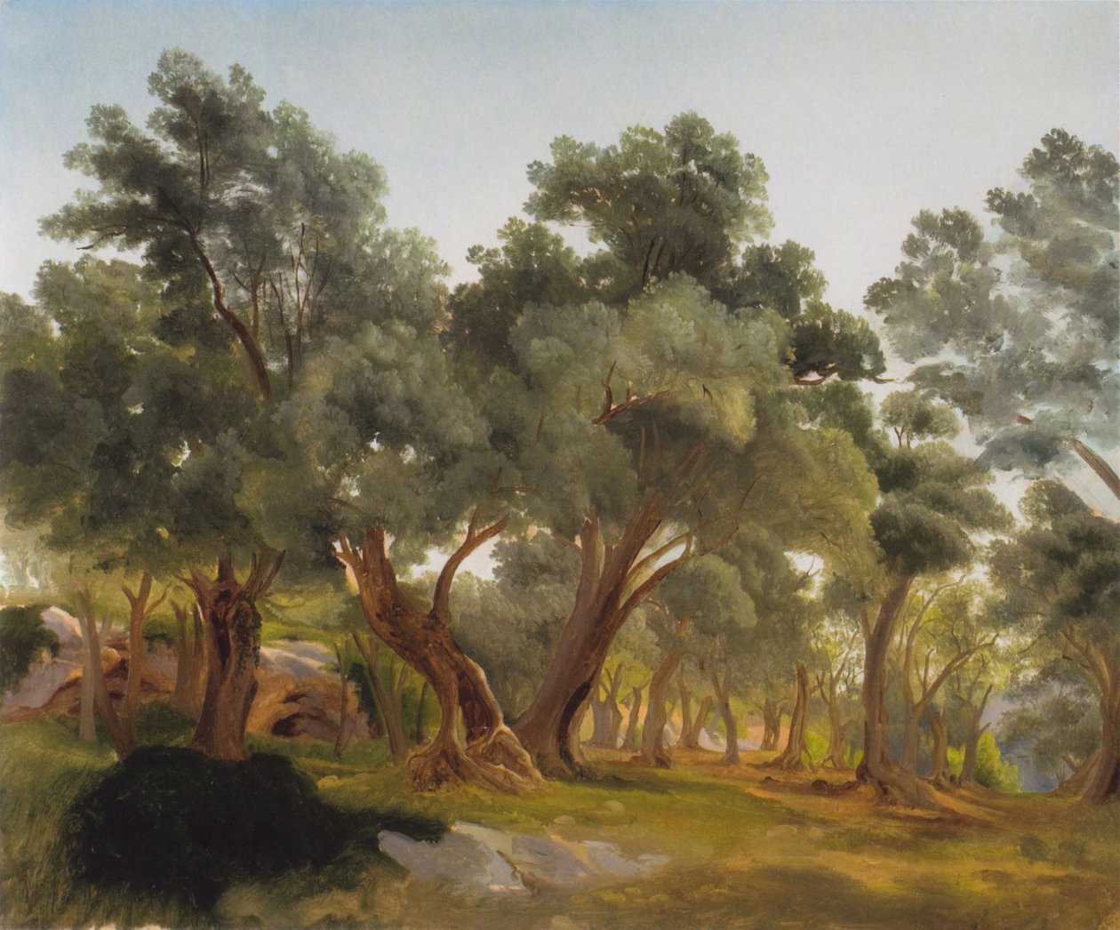 Olivenhain von Fritz Petzholdt