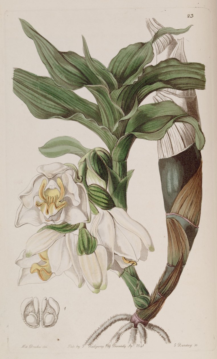 Chysis bractescens von G. Watts
