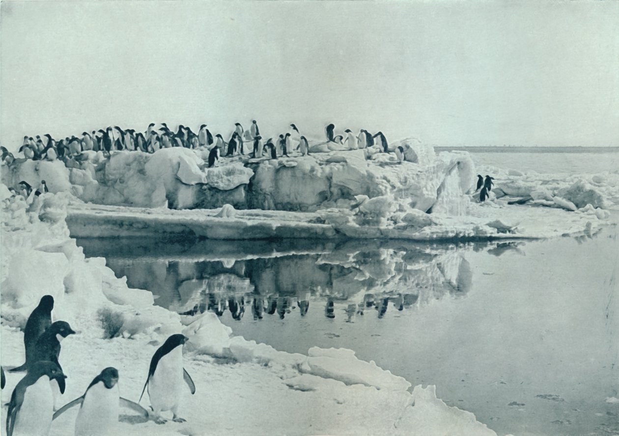 Pinguine auf Eisfuß, ca. 1911, 1913 von G. Murray Levick