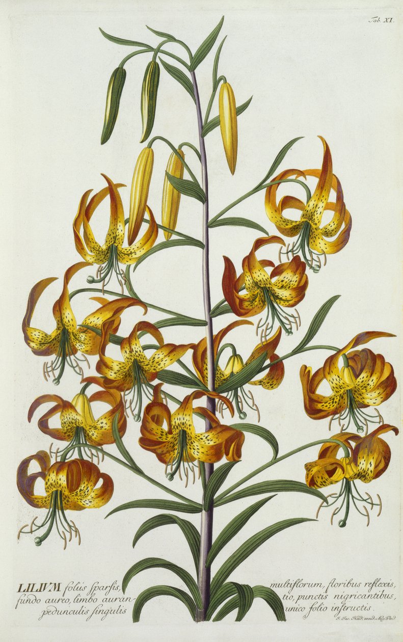 Amerikanische Türkenbundlilie, um 1740 (handkolorierter Stich) von Georg Dionysius Ehret