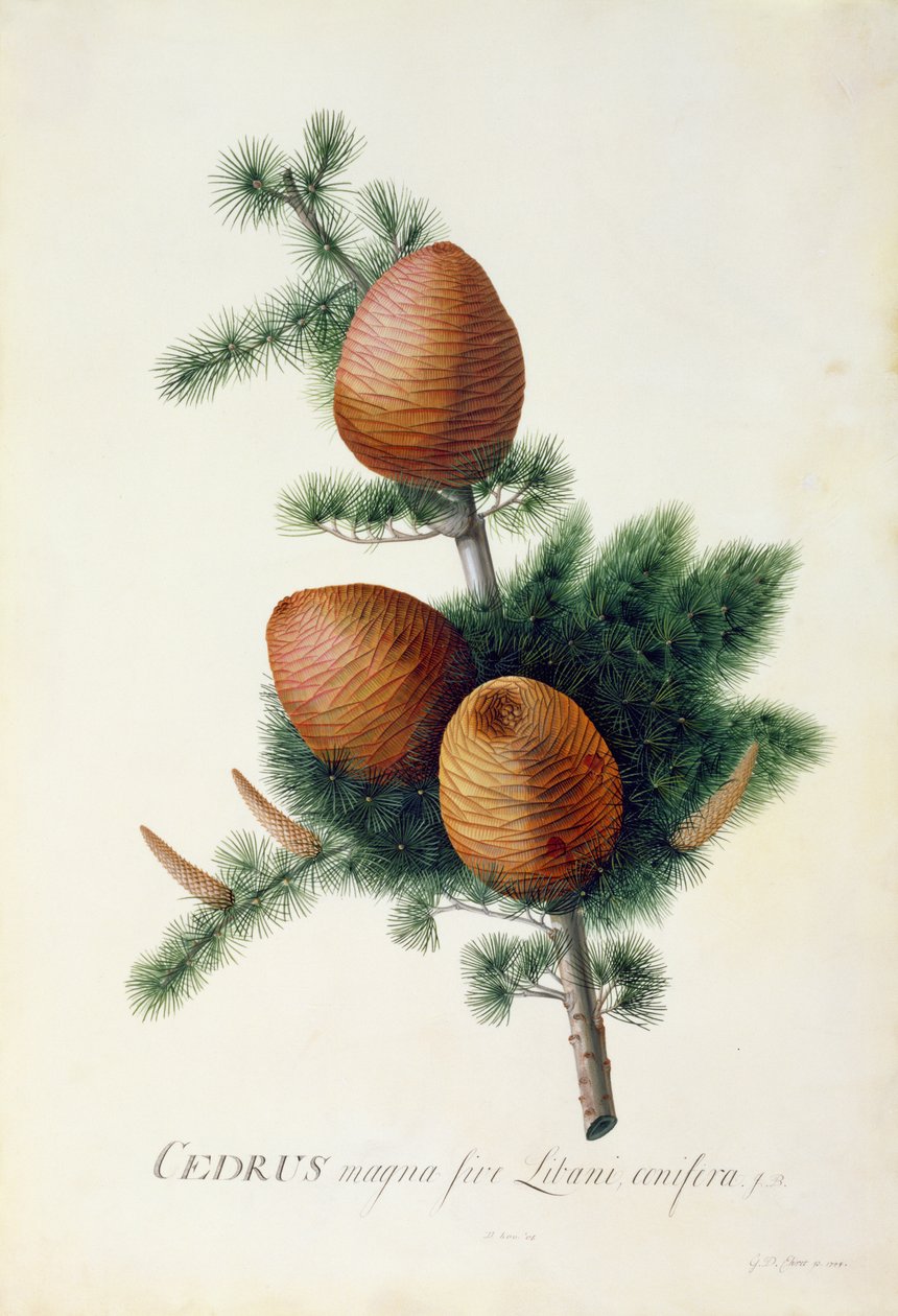 Cedrus Libani, 1744 von Georg Dionysius Ehret