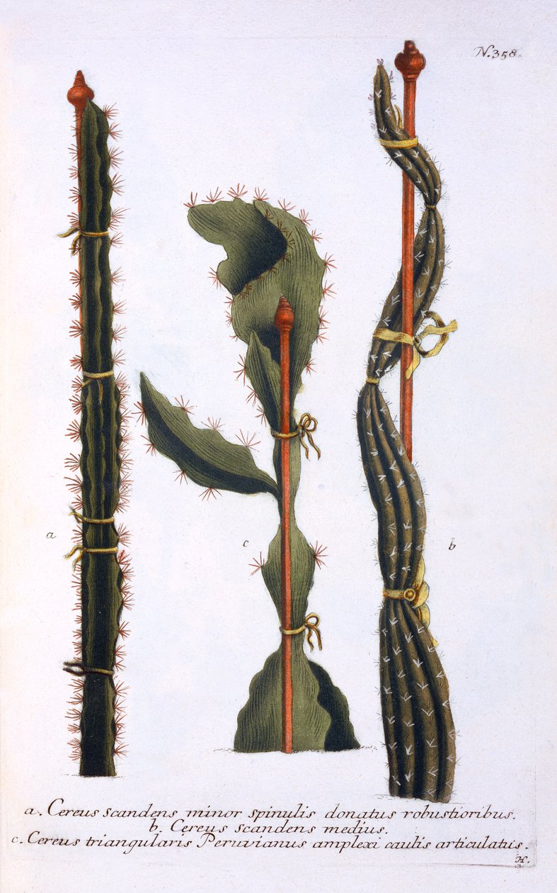 Cereus scandens minor, Cereus scandens medeus und triangularis Peruvianus, aus 