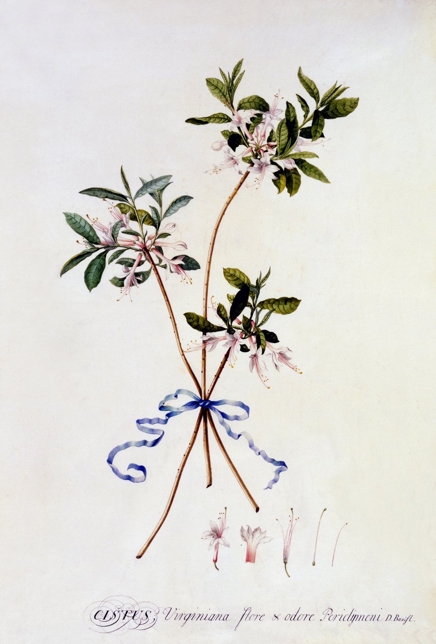 Cistus Virginiana, ca. 1743 von Georg Dionysius Ehret