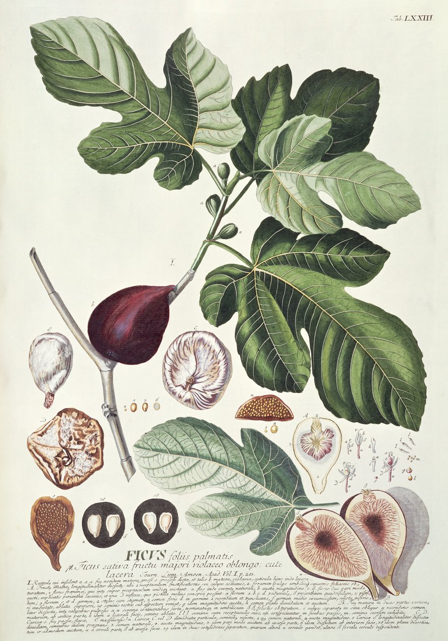 Ficus (Feige) von Georg Dionysius Ehret