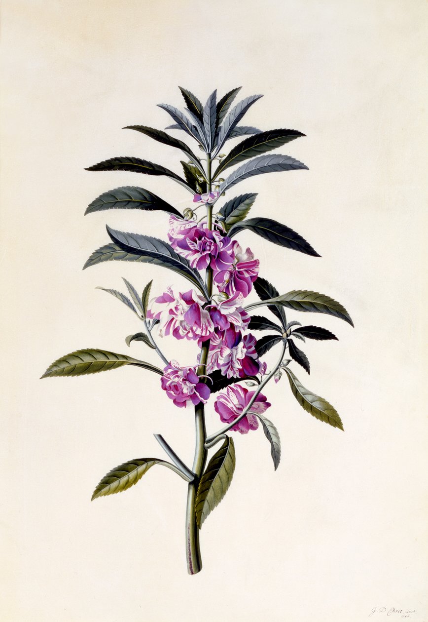 Gartenbalsam, Impatiens balsamina, ca. 1746 von Georg Dionysius Ehret