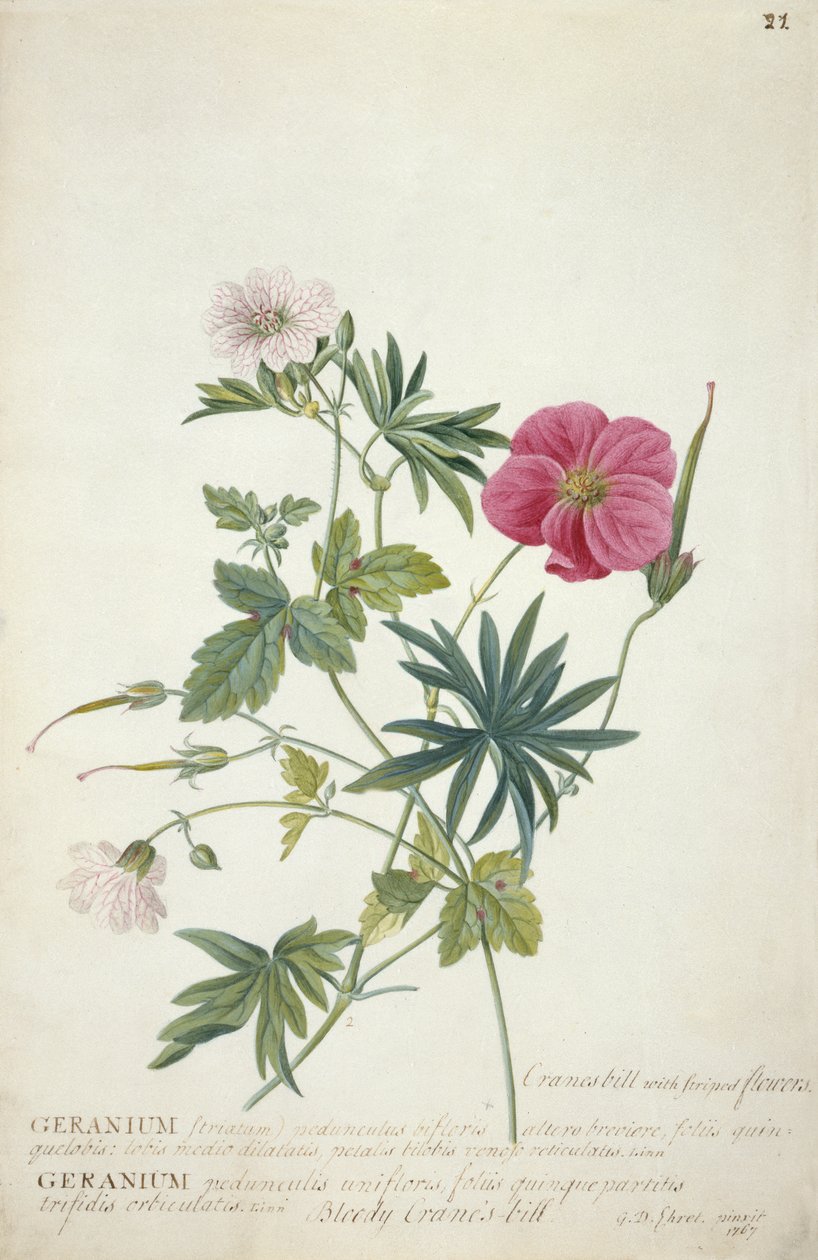 Geranie. Zwei ineinander verschlungene Stängel verschiedener Arten, 1767 von Georg Dionysius Ehret