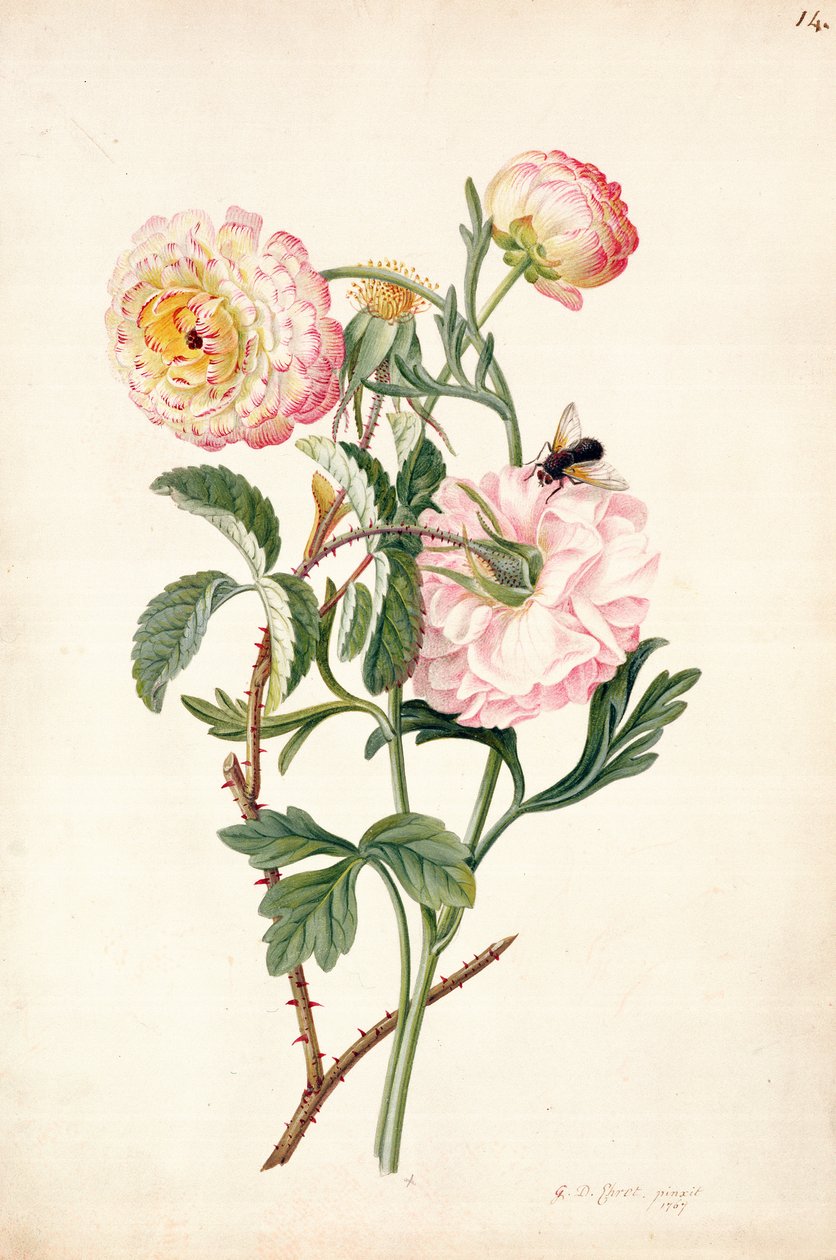 Musk Rose und Anemone, 1767 von Georg Dionysius Ehret