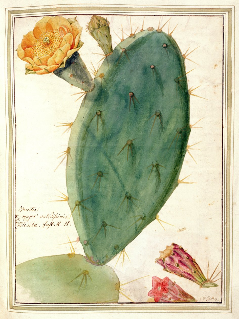 PD.115-1973. f38 Detail eines Kaktus mit orangefarbener Blüte, ca. 1764 von Georg Dionysius Ehret