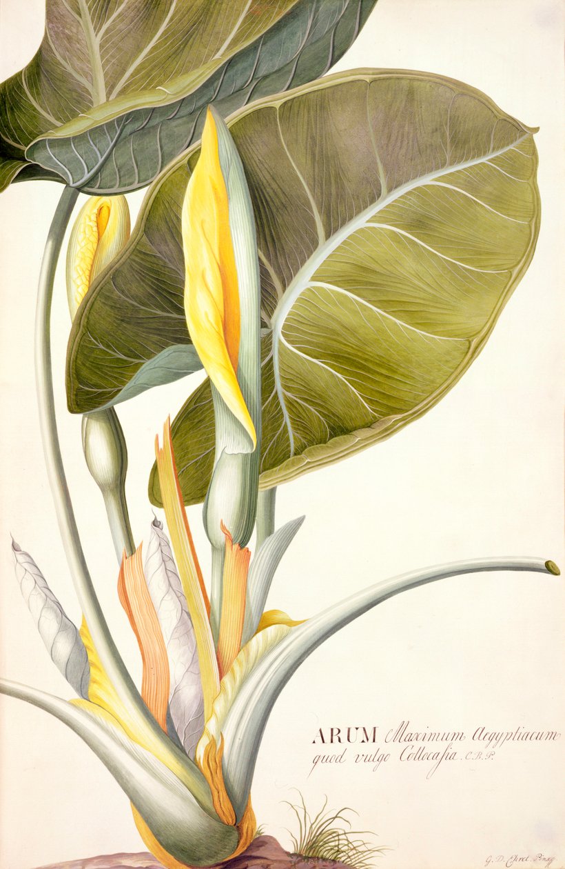 PD.116-1973f.14 Arum maximum aegyptiacum, um 1740-45 von Georg Dionysius Ehret