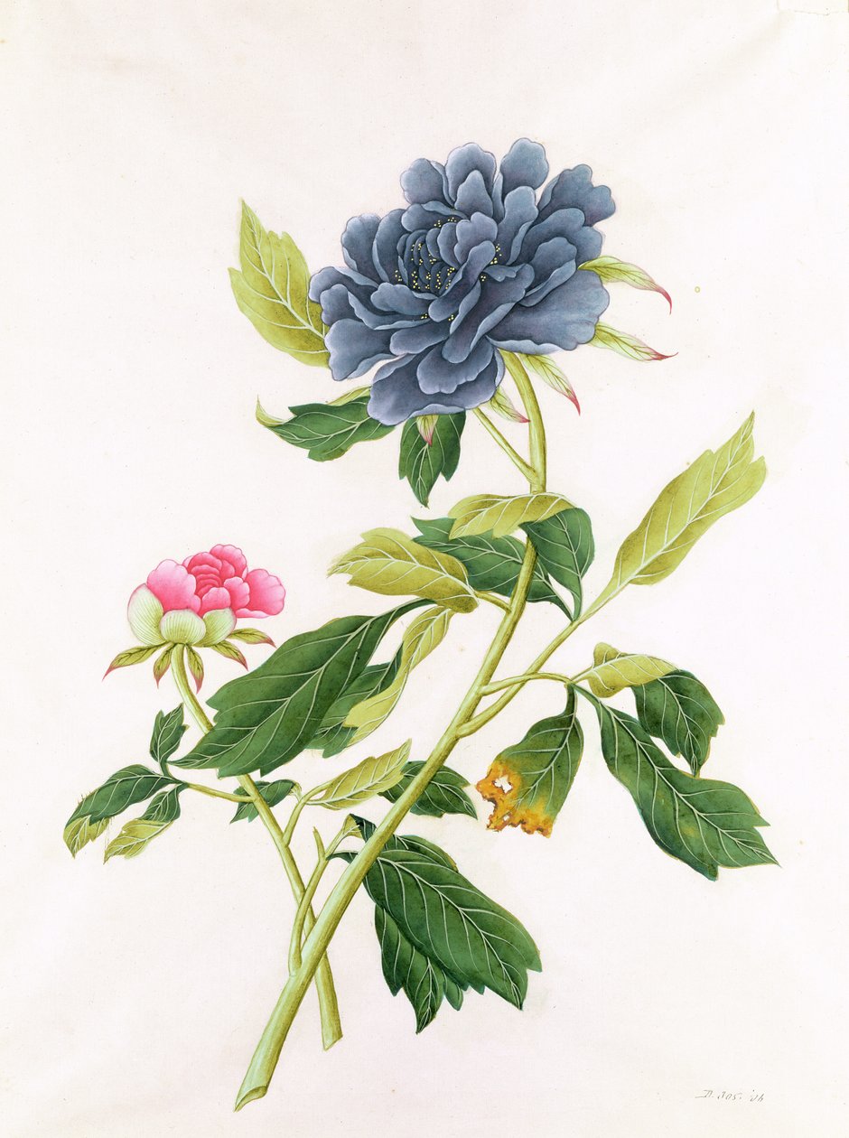 Pfingstrose von Georg Dionysius Ehret