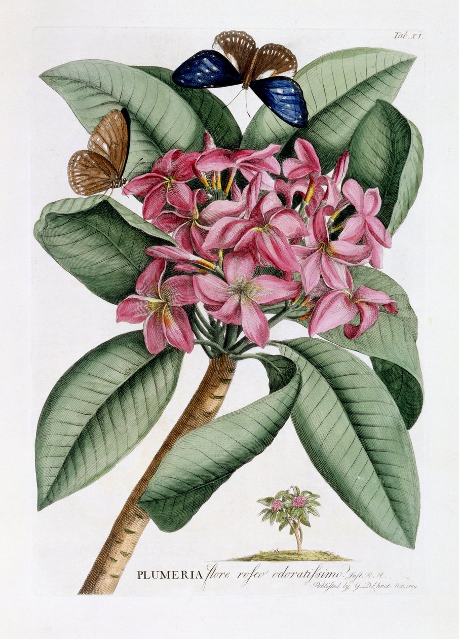 Plumeria, ca. 1749 (handkolorierter Stich) von Georg Dionysius Ehret