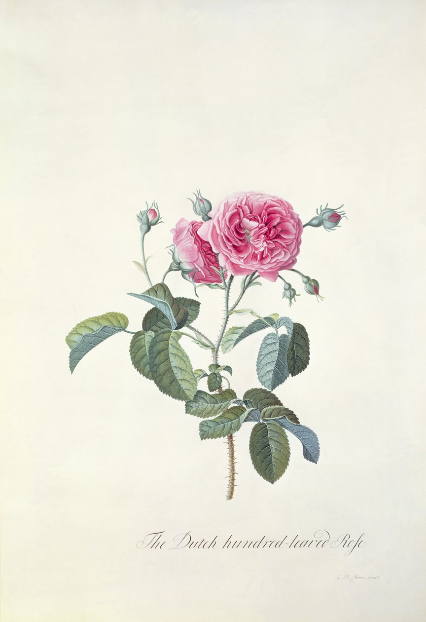 Rose: Niederländische Hundertblättrige Rose von Georg Dionysius Ehret