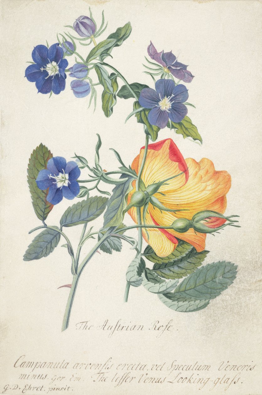 Die österreichische Rose, verschlungener Zweig der beiden getrennten Arten von Georg Dionysius Ehret